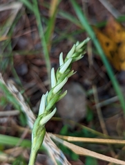 Spiranthes cernua