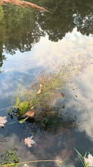 Alisma plantago-aquatica