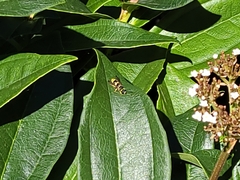 Ancistrocerus