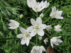 Allium neapolitanum