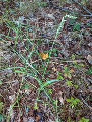 Spiranthes cernua