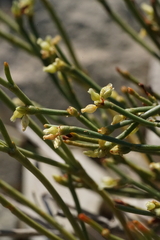 Eriogonum ephedroides