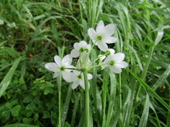 Allium neapolitanum