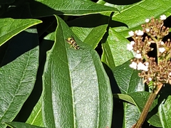 Ancistrocerus