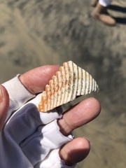 Dallocardia quadragenaria