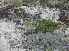 Crucianella maritima