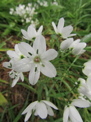 Allium neapolitanum