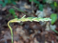 Spiranthes cernua