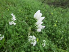 Allium neapolitanum