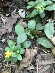 Chrysogonum