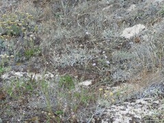 Sixalix atropurpurea