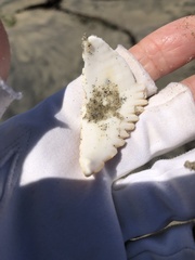 Dallocardia quadragenaria