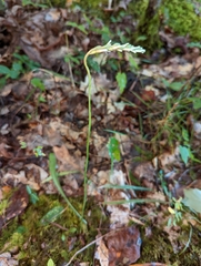Spiranthes cernua