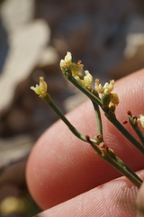 Eriogonum ephedroides