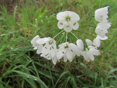 Allium neapolitanum
