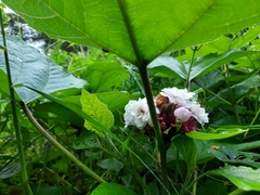 Clerodendrum chinense