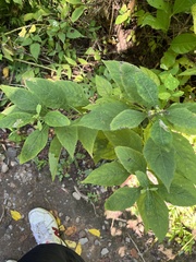 Eutrochium purpureum