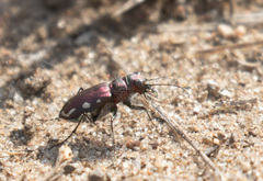 Cicindela scutellaris