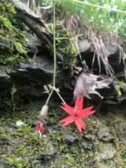 Silene virginica