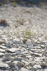Eriogonum ephedroides
