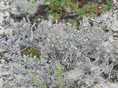 Crucianella maritima