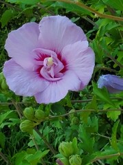 Hibiscus syriacus
