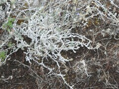 Crucianella maritima