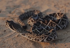 Crotalus adamanteus