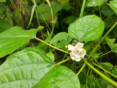 Clerodendrum chinense