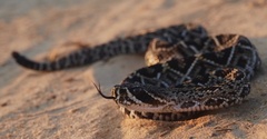 Crotalus adamanteus