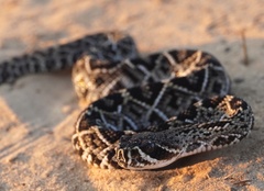 Crotalus adamanteus