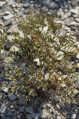 Eriogonum ephedroides