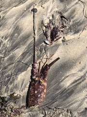 Panulirus interruptus