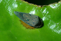 Xedreota