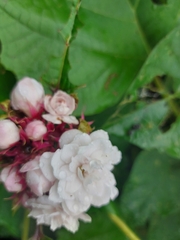 Clerodendrum chinense