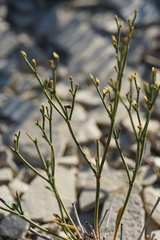 Eriogonum ephedroides