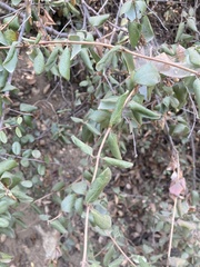 Lonicera