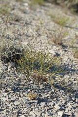 Eriogonum ephedroides