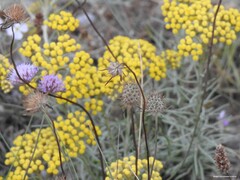 Helichrysum italicum