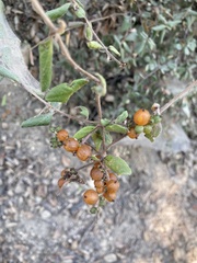 Lonicera