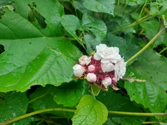 Clerodendrum chinense
