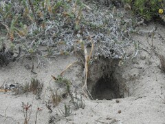 Oryctolagus cuniculus