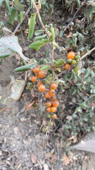 Lonicera