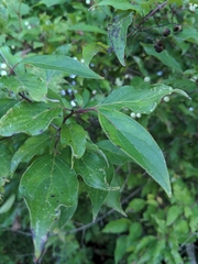 Cornus drummondii