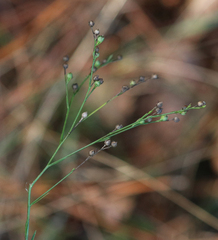 Linum intercursum
