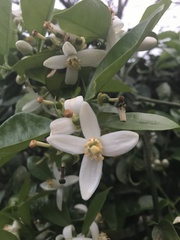 Citrus × aurantium