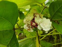 Clerodendrum chinense