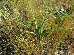 Distichlis spicata