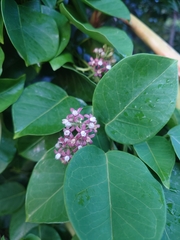 Cynanchum lanhsuense