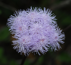 Ageratum tehuacanum